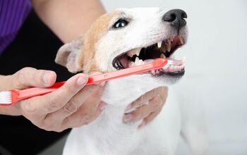 Best Dog Toothbrush