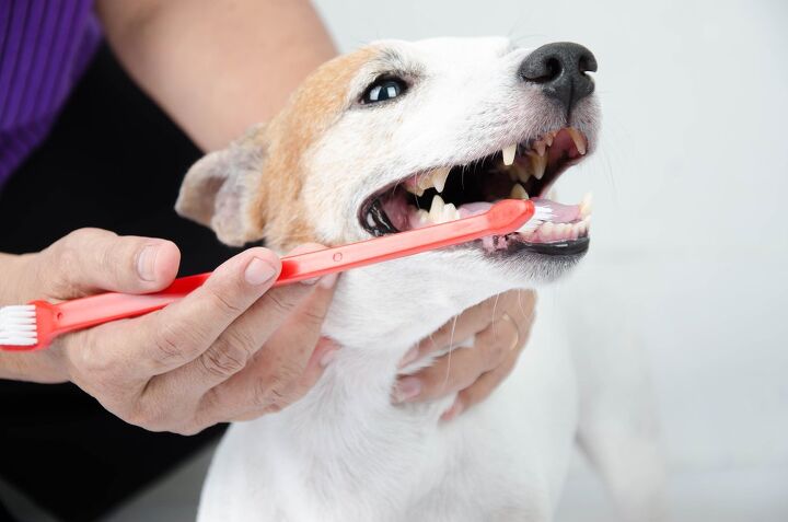 best dog toothbrush