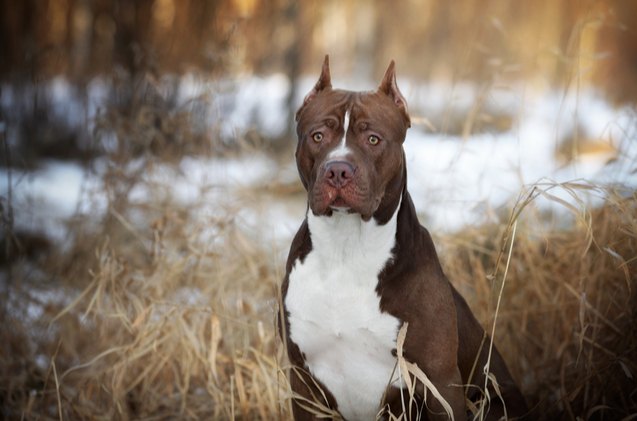 best dog food for pitbulls