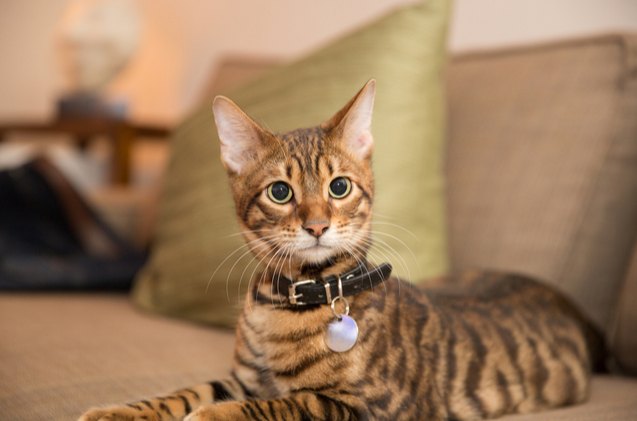 best cat collars