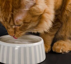 Best Cat Water Bowls