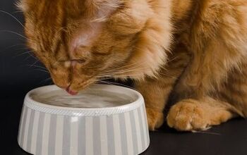 Best Cat Water Bowls