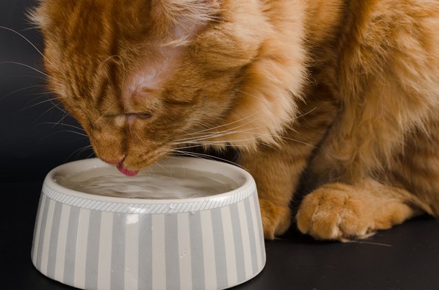 best cat water bowls