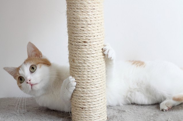 best cat scratching post