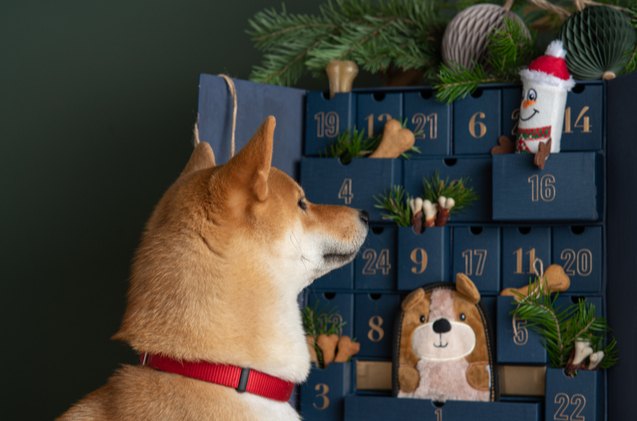 best dog advent calendar