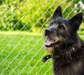 best outdoor dog fence