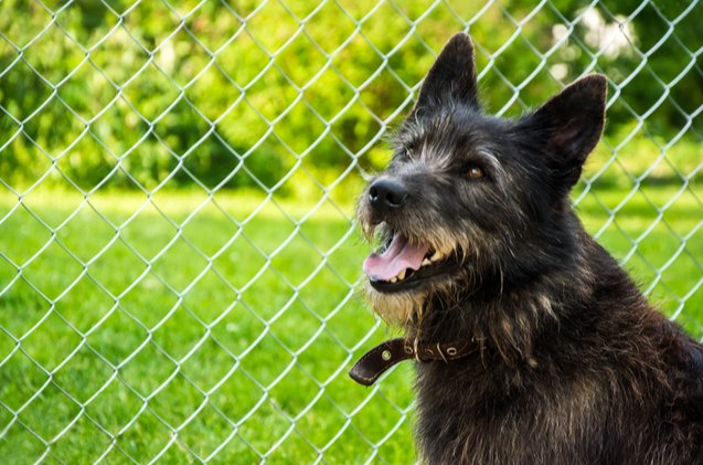 best outdoor dog fence