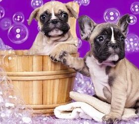 Best Puppy Shampoo | PetGuide