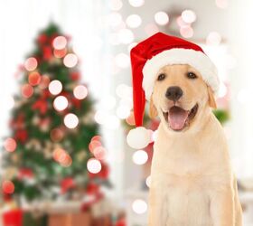 The Holidays Are Here… And So Are Puppy Scams