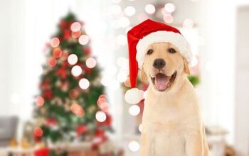 The Holidays Are Here… And So Are Puppy Scams