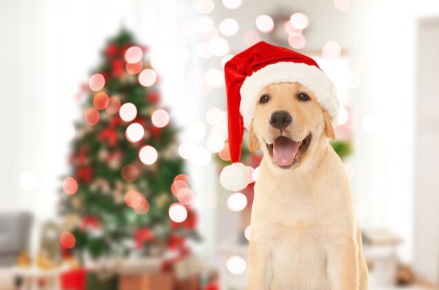 the holidays are here and so are puppy scams