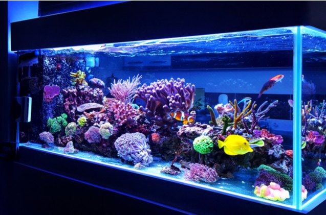 best saltwater aquarium kit