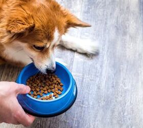What is an Elimination Diet for Dogs?