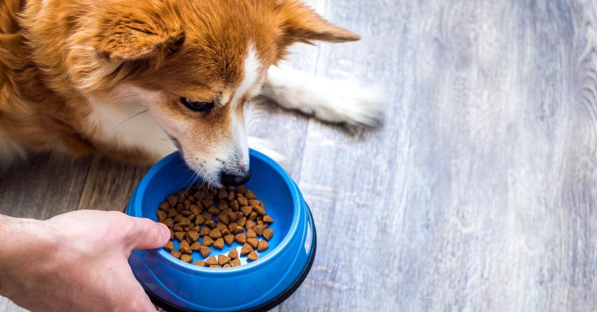What Is An Elimination Diet For Dogs PetGuide what-is-an-elimination-diet-for-dogs-petguide