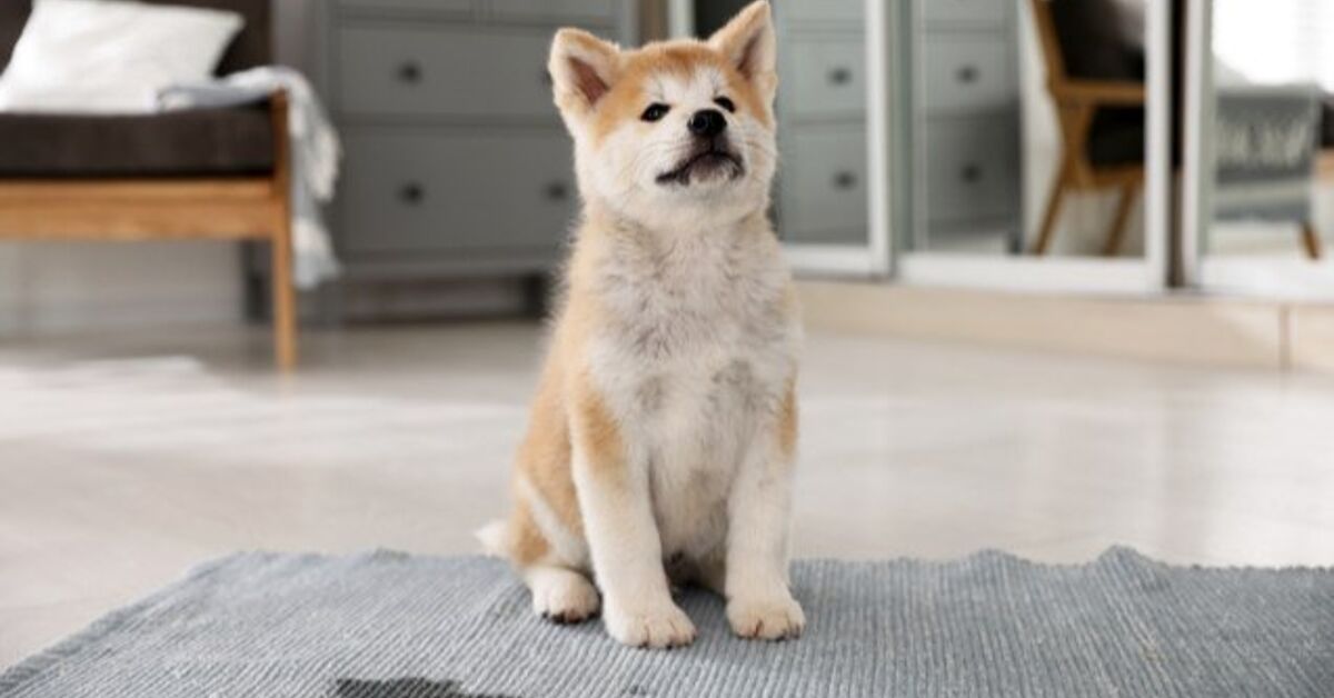 Why Is My Puppy Regressing In Potty Training why-is-my-puppy-regressing-in-potty-training