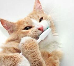 sentry cat toothpaste