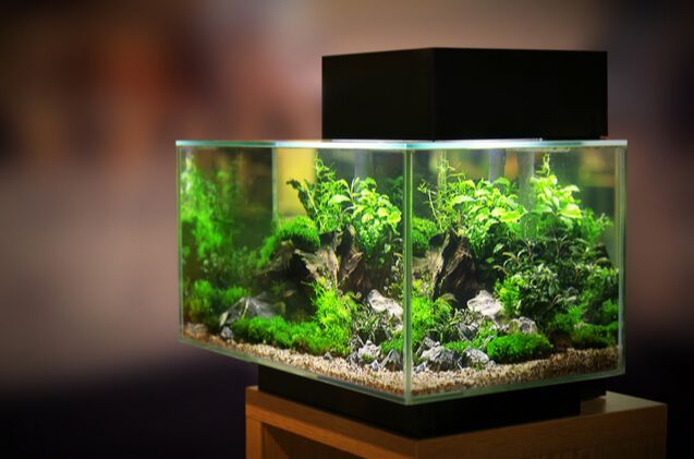 Best 10 Gallon Fish Tanks