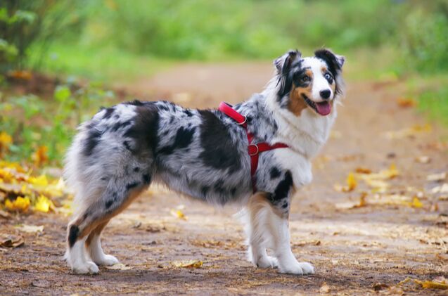 best dog harness for hiking