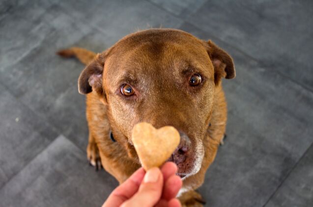 best low calorie dog treats