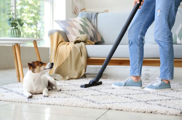 Best Vacuum Cleaners for Pet Hair