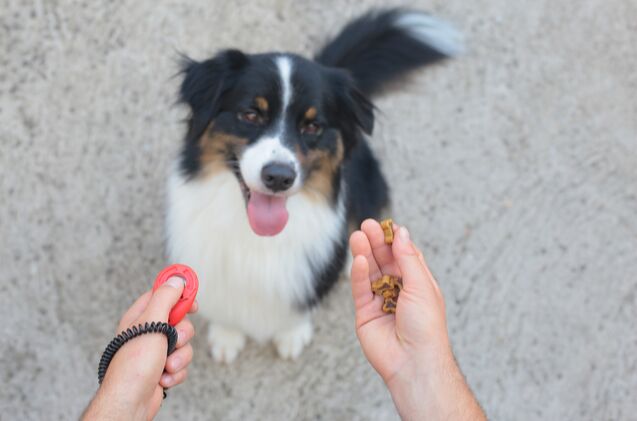 Best Dog Clickers