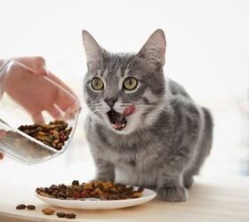 best diabetic cat food
