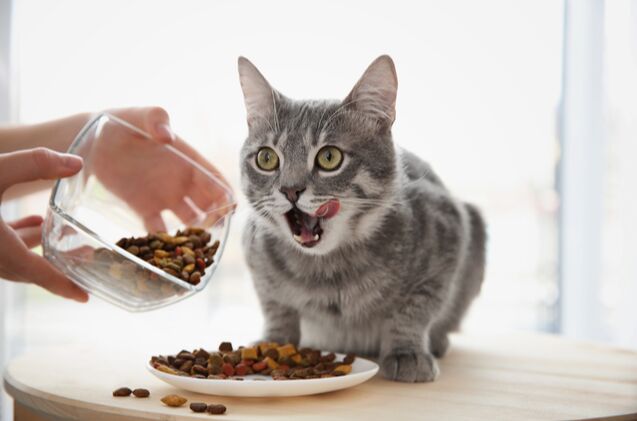 best diabetic cat food