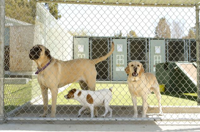 Best Kennels