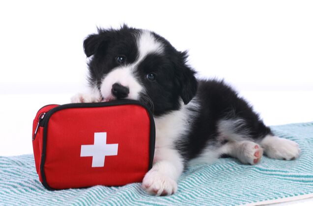 best dog first aid kits