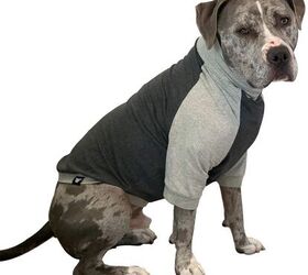 Best Dog Shirts | PetGuide