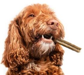 Best Dental Sticks for Dogs