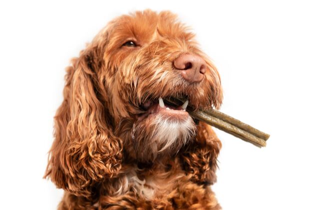 best dental sticks for dogs