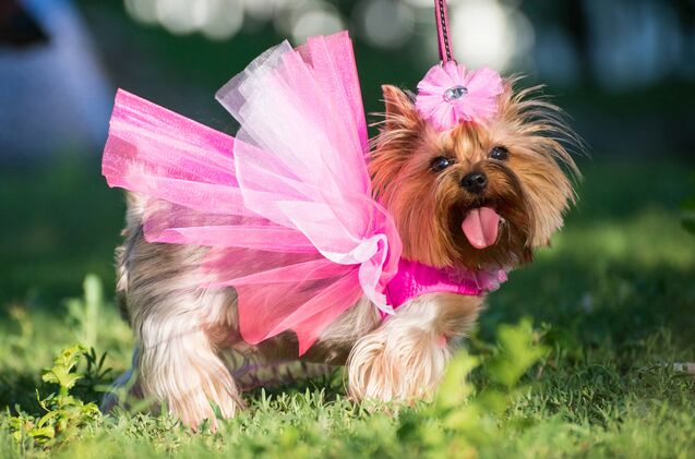 cute cheap dog dresses Handmade Dog Dress For Small Dogs Clothing - Pretty Purple - Puppy Chihuahua