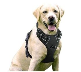 Best Dog Harness