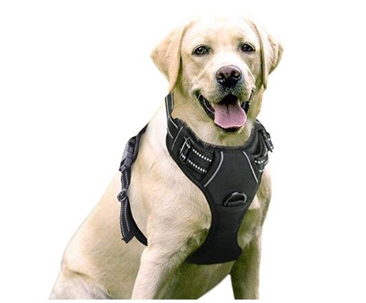 best dog harness