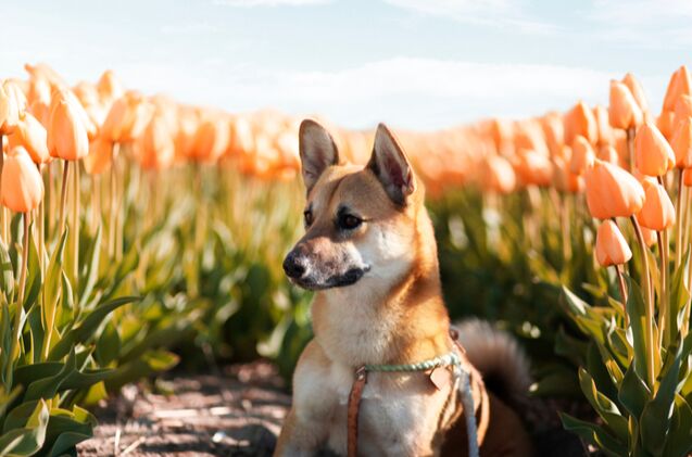 Foxy, cute, and with a unique character, Corgi Inu will disarm you with their charm. This designer dog breed is a result of crossbreeding a Shiba Inu with a Welsh Corgi, either Pembroke or Cardigan variety.