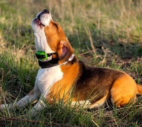 best dog bark control collars, Edoma Shutterstock