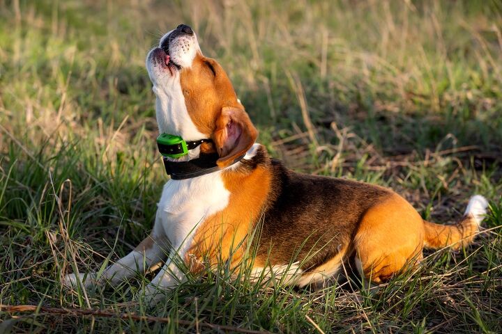 best dog bark control collars, Edoma Shutterstock