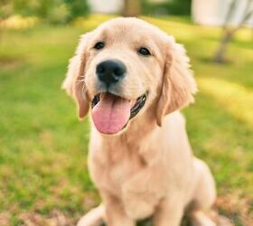 Top 10 Most Popular Dog Breeds According to the AKC