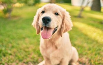 Top 10 Most Popular Dog Breeds According to the AKC