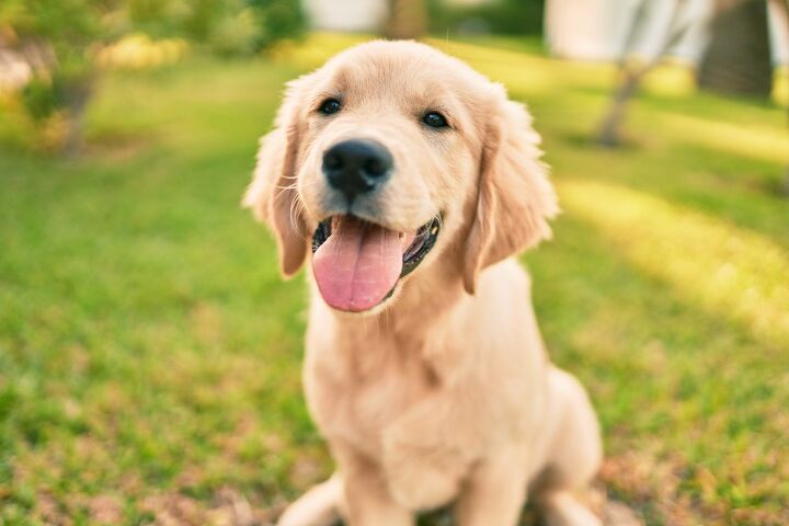 top 10 most popular dog breeds according to the akc, Krakenimages com Shutterstock