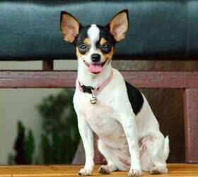 chat terrier, boyphare Shutterstock
