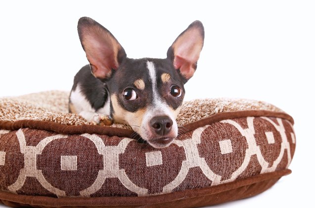 taco terrier, Annette Shaff Shutterstock