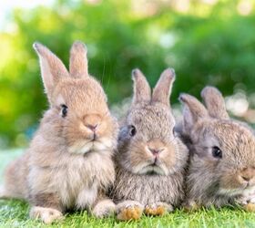 10 best rabbits for pets, UNIKYLUCKK Shutterstock