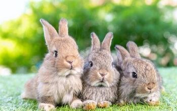 10 Best Rabbits for Beginners | PetGuide