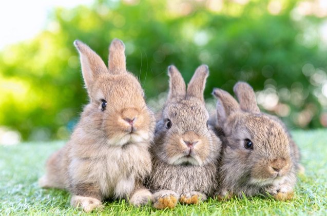 10 Best Rabbits for Pets | PetGuide