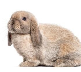 10 best rabbits for pets, Eric Isselee Shutterstock