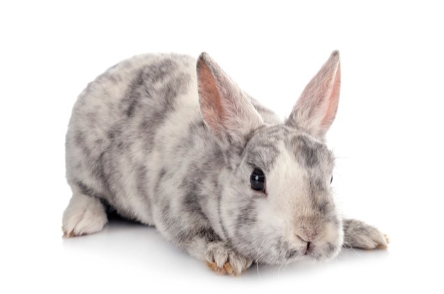 10 best rabbits for pets, cynoclub Shutterstock