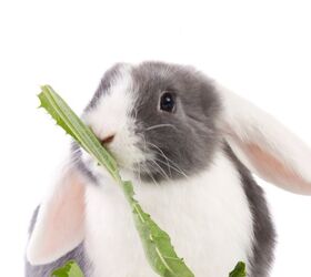 10 best rabbits for pets, Dagmar Hijmans Shutterstock