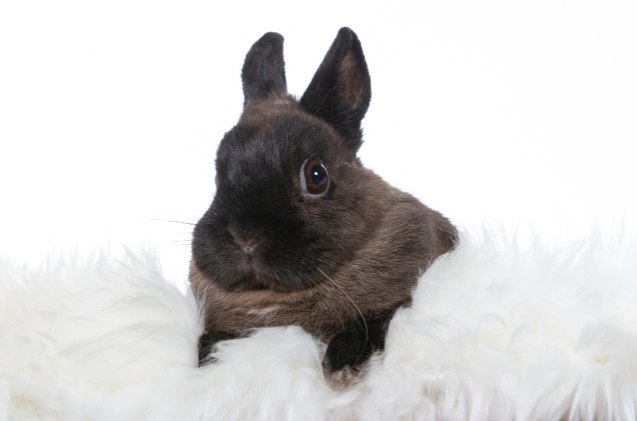10 best rabbits for pets, Jne Valokuvaus Shutterstock